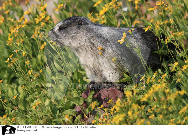Eisgraues Murmeltier / hoary marmot / FF-04658