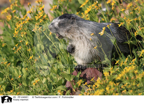 Eisgraues Murmeltier / hoary marmot / FF-04661