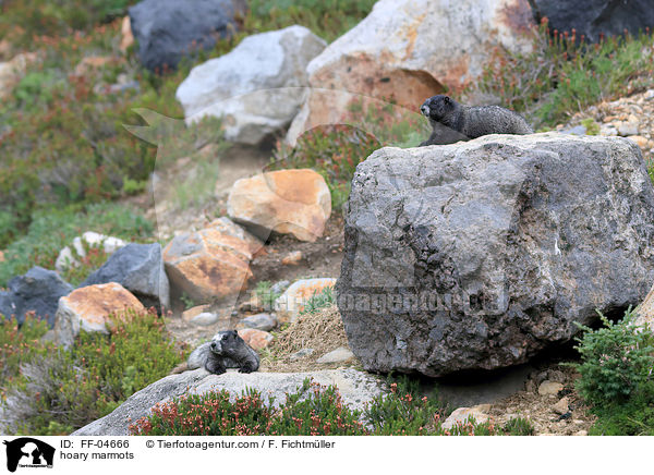 Eisgraue Murmeltiere / hoary marmots / FF-04666