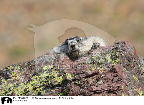 Eisgraues Murmeltier / hoary marmot / FF-04667