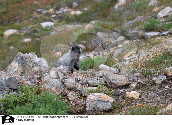 Eisgraues Murmeltier / hoary marmot / FF-04669