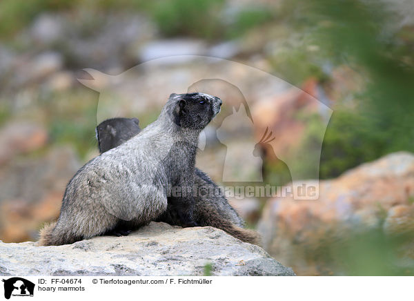 Eisgraue Murmeltiere / hoary marmots / FF-04674