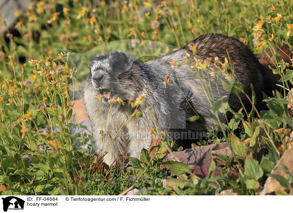 Eisgraues Murmeltier / hoary marmot / FF-04684