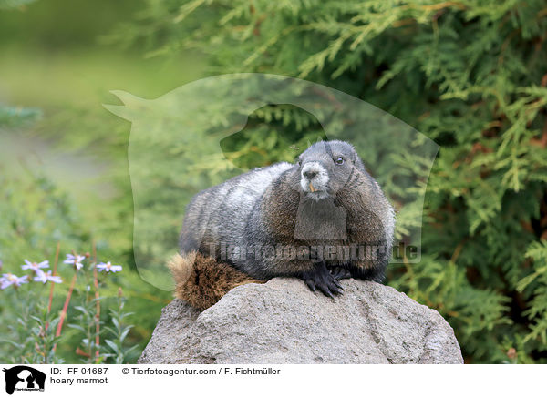 Eisgraues Murmeltier / hoary marmot / FF-04687