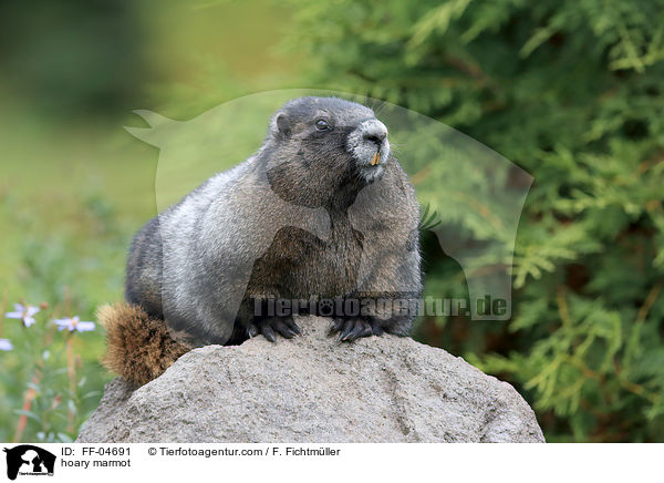 hoary marmot / FF-04691