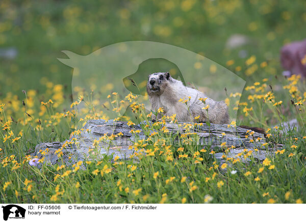 hoary marmot / FF-05606