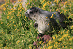 hoary marmot