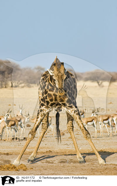 Giraffe und Impalas / giraffe and impalas / HJ-01172