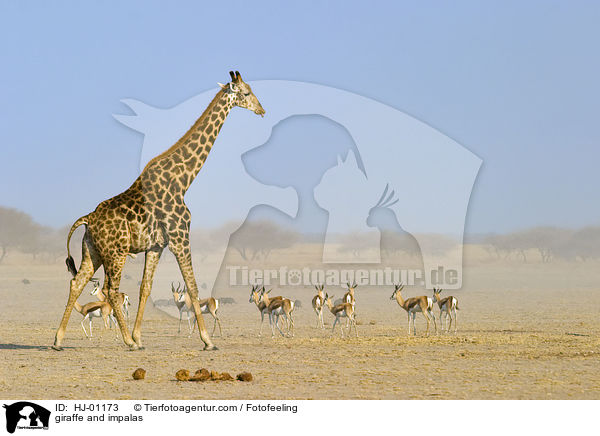 giraffe and impalas / HJ-01173
