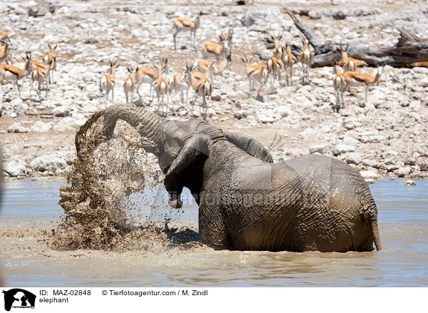 Afrikanischer Elefant / elephant / MAZ-02848