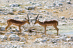 Impalas