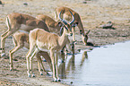 Impalas