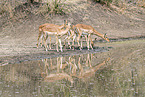 Impalas