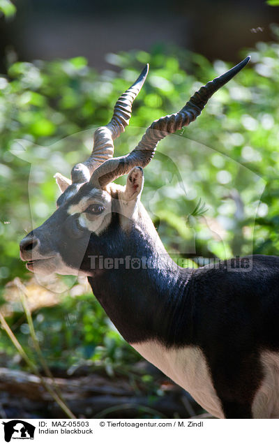 Indian blackbuck / MAZ-05503