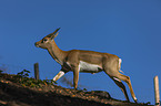 running Indian Blackbuck