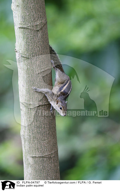 Indian palm squirrel / FLPA-04797