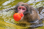 Japanese macaque