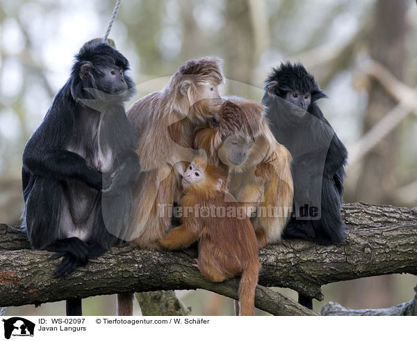 Vier javanische Languren und ein Junges auf einem Baum. / Javan Langurs / WS-02097