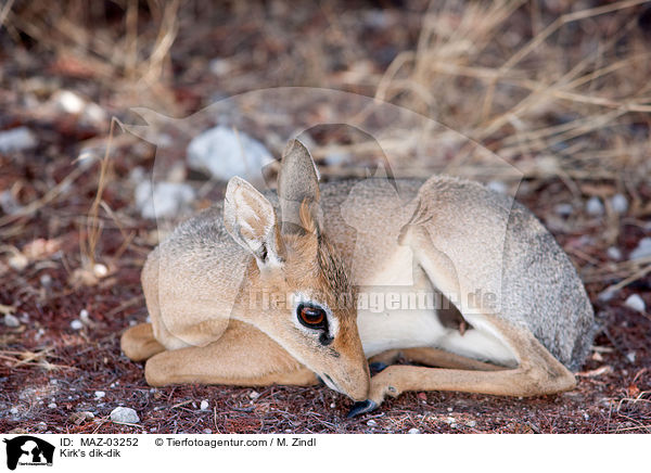 Kirk-Dikdik / Kirk's dik-dik / MAZ-03252