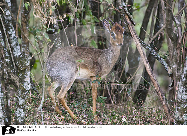 Kirk-Dikdik / Kirk's dik-diks / MBS-03151