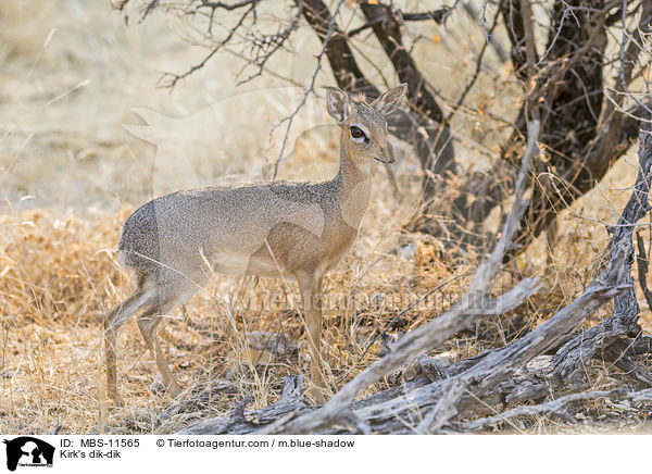 Kirk-Dikdik / Kirk's dik-dik / MBS-11565