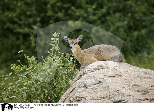 liegender Klippspringer / lying Klipspringer / JR-04327