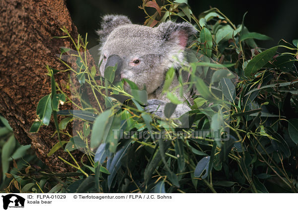 Koala / koala bear / FLPA-01029