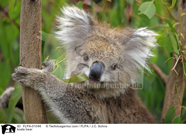 koala bear / FLPA-01046