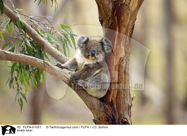 Koala / koala bear / FLPA-01051