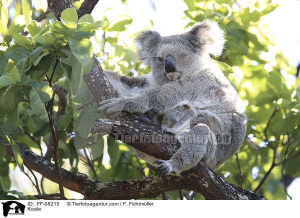 Koala / Koala / FF-08215