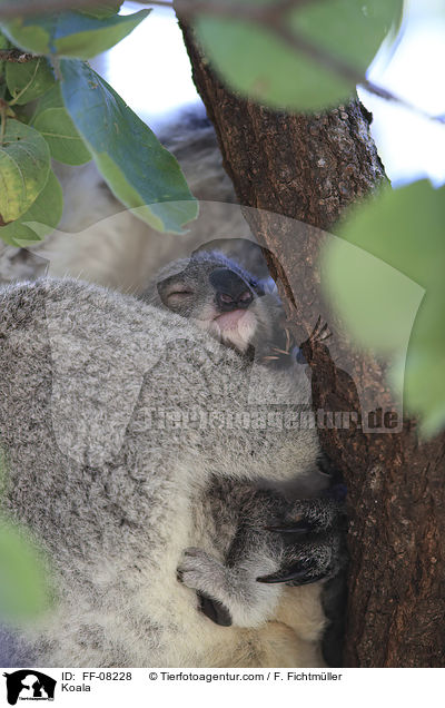 Koala / Koala / FF-08228