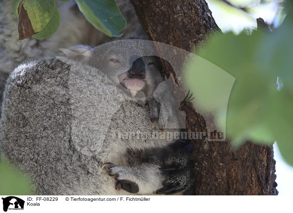 Koala / Koala / FF-08229