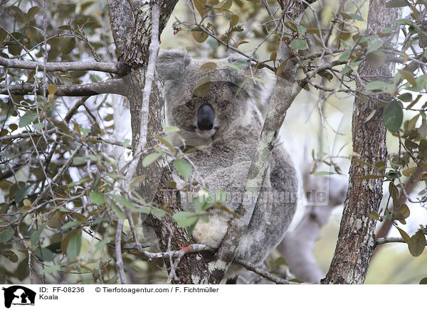 Koala / Koala / FF-08236