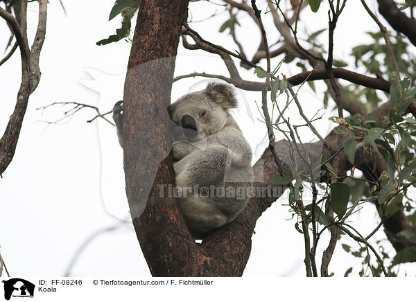 Koala / Koala / FF-08246