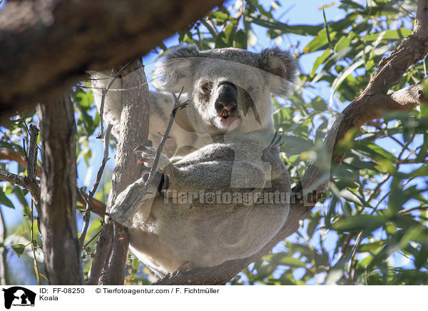 Koala / Koala / FF-08250