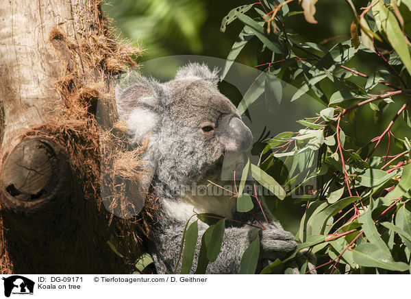 Koala on tree / DG-09171
