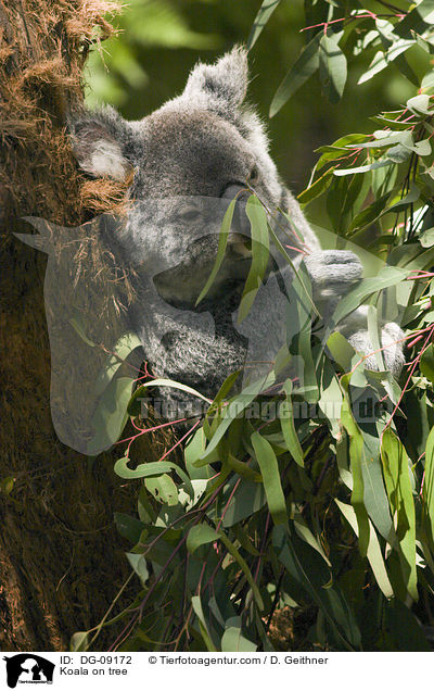 Koala on tree / DG-09172