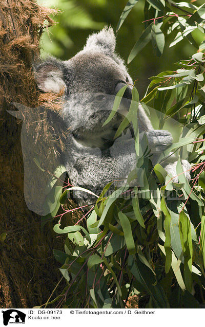 Koala on tree / DG-09173