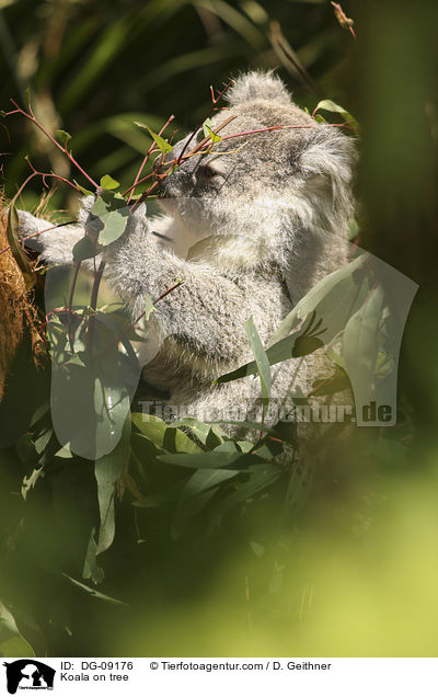 Koala on tree / DG-09176
