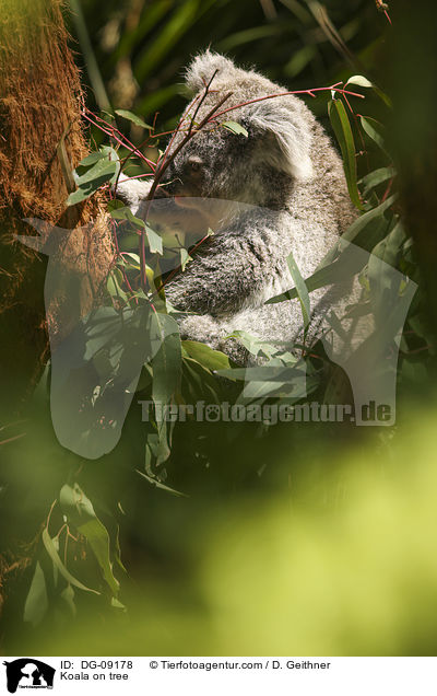 Koala on tree / DG-09178
