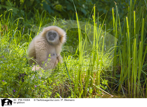 Weihandgibbon / lar gibbon / PW-15064