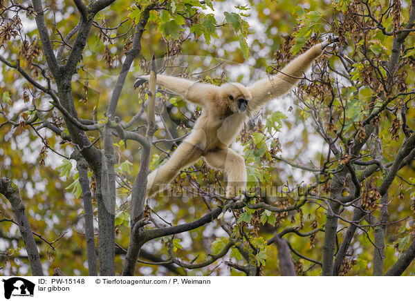 lar gibbon / PW-15148