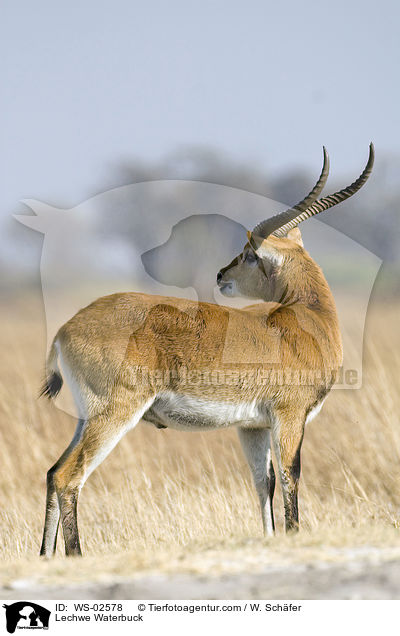 Lechwe Waterbuck / WS-02578