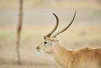 southern lechwe