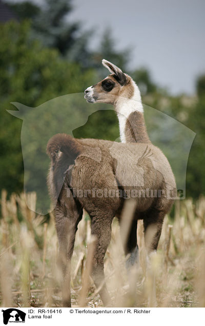 Lama Fohlen / Lama foal / RR-16416