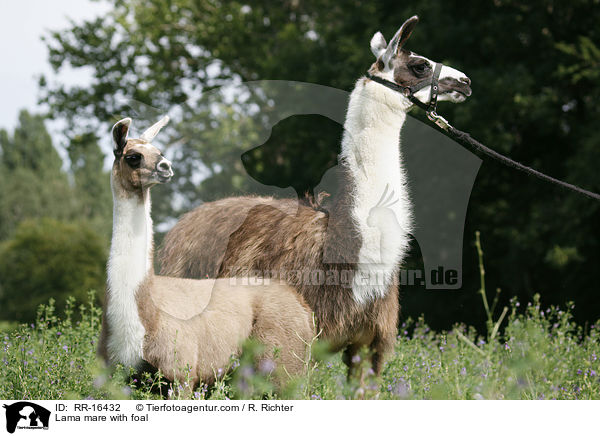 Lama Stute mit Fohlen / Lama mare with foal / RR-16432