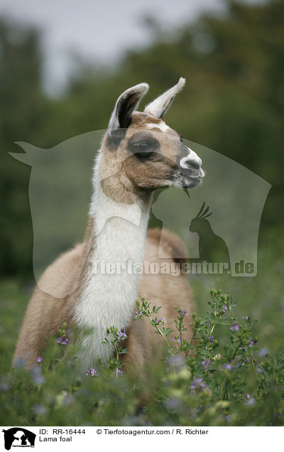 Lama Fohlen / Lama foal / RR-16444