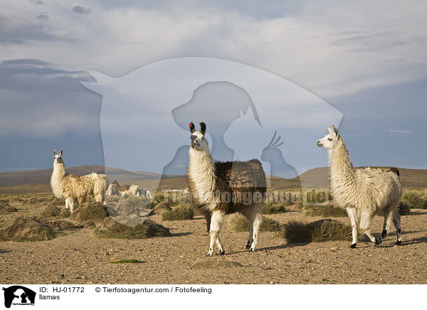 Lamas / llamas / HJ-01772