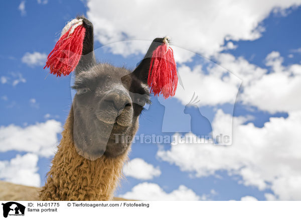 Lama Portrait / llama portrait / HJ-01775