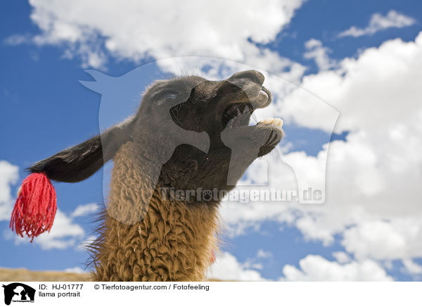 Lama Portrait / llama portrait / HJ-01777